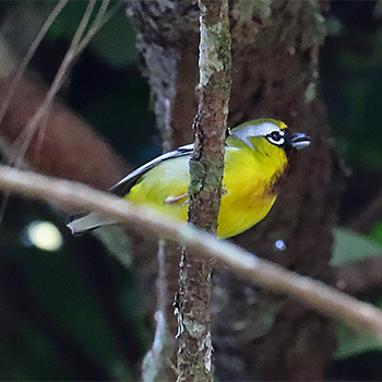 Clicking Shrike-babbler