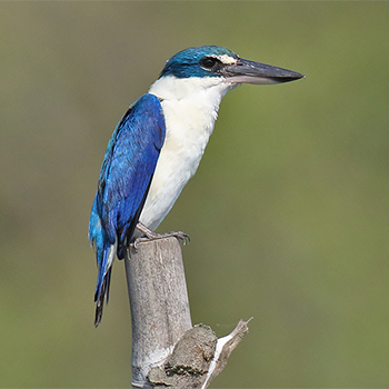Collared Kingfisher