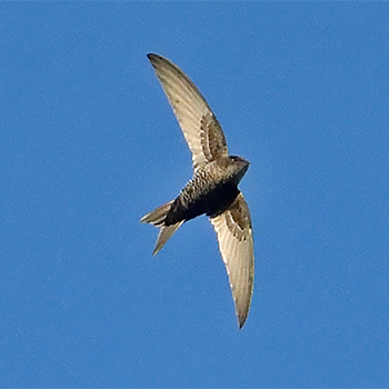 Cook's Swift