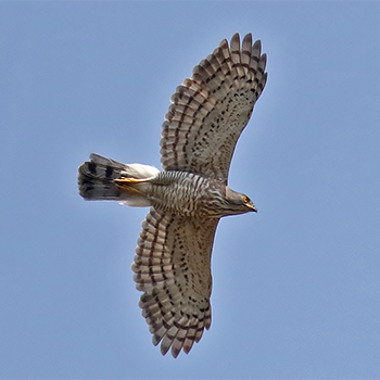 Crested Goshawk