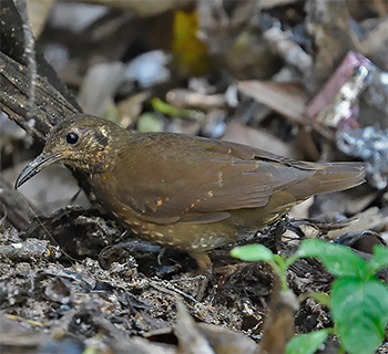Dark-sided Thrush