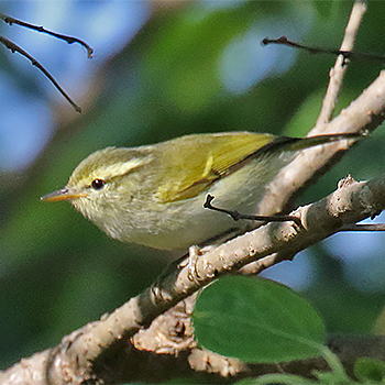 Davison's Leaf Warbler