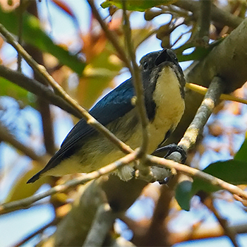 Fire-breasted (Cambodian) Flowerpecker