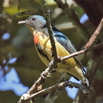 Fire-breasted Flowerpecker