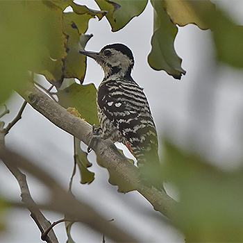 Freckle-breasted Woodpecker