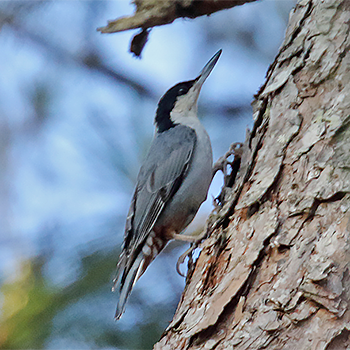 Giant Nuthatch