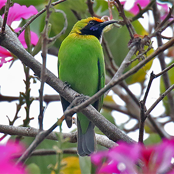 Golden-fronted Leafbird