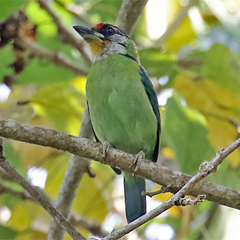 Golden-throated Barbet