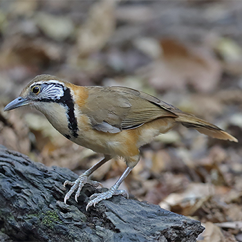 Greater Necklaced Laughingthrush