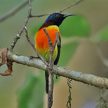 Green-tailed (Doilnthanon) Sunbird