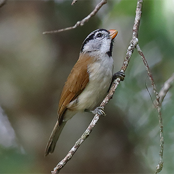 Grey-headed Parrotbill