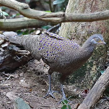 Grey Peacock-pheasant