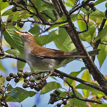 Grey-sided Thrush
