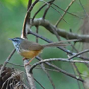 Hill Prinia