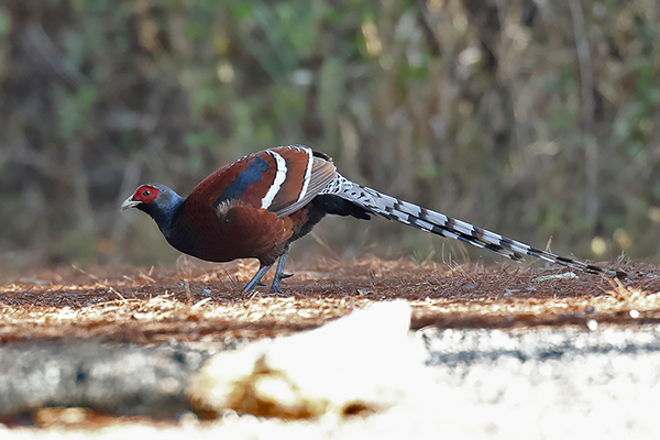 Hume's Pheasant