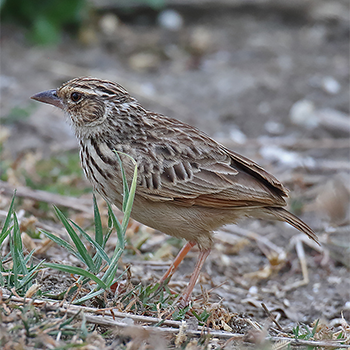 Indochinese Bushlark