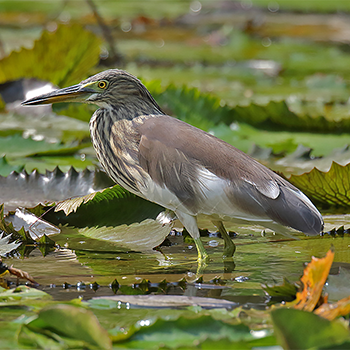 Javan Pond-heron