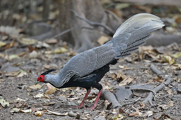 Kalij Pheasant