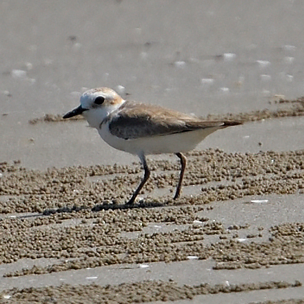 White-faced Plover