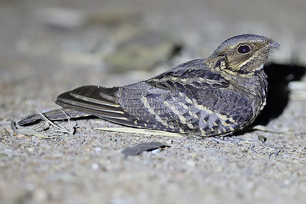Large-tailed Nightjar