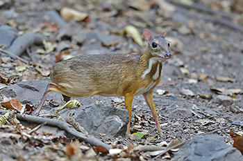 Lesser Mouse Deer