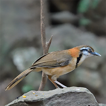 Lesser Necklaced Laughingthrush