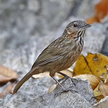 Limestone Wren-babbler (<em>calcicola</em>)
