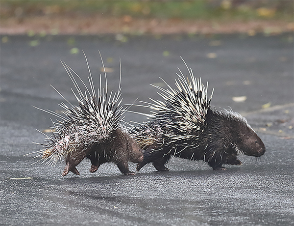 Malayan Porcupine