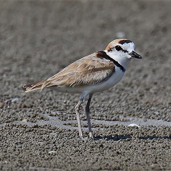 Malaysian Plover