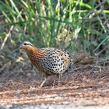 Mountain Bamboo-partridge