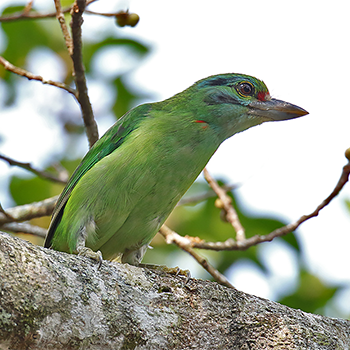 Moustached Barbet