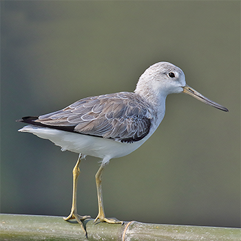 Nordmann's Greenshank