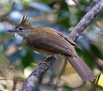 Ochraceous Bulbul