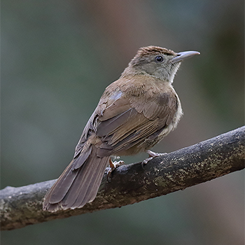 Olive (Baker's) Bulbul