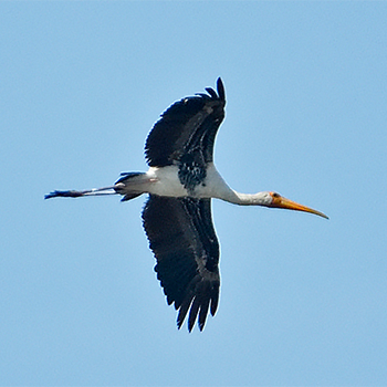 Painted Stork