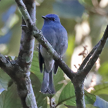 Pale Blue Flycatcher
