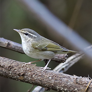 Pale-legged Leaf Warbler