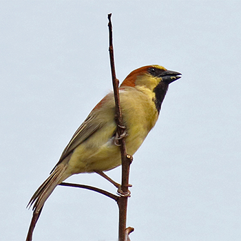 Plain-backed Sparrow
