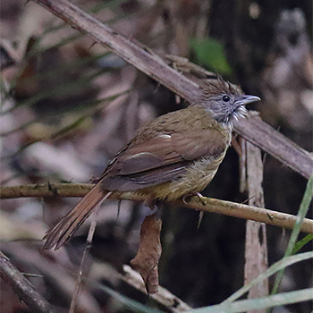 Puff-throated Bulbul