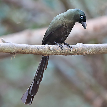 Racket-tailed Treepie
