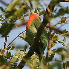 Red-bearded Bee-eater