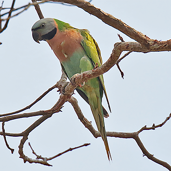 Red-breasted Parakeet