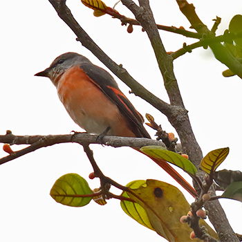 Rosy Minivet