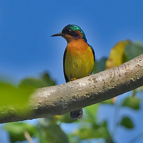 Ruby-cheeked Sunbird
