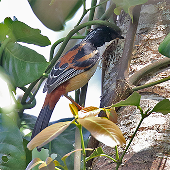 Rufous-backed Sibia
