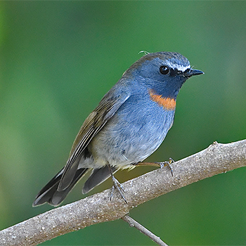Rufous-gorgeted Flycatcher