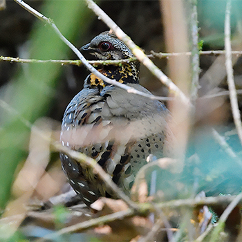 Rufous-throated Partridge