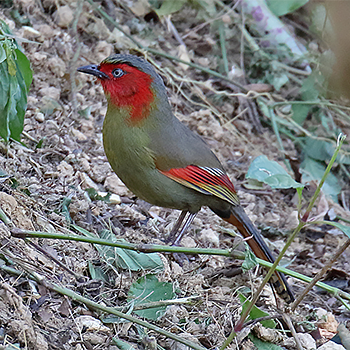 Scarlet-faced Liochichla