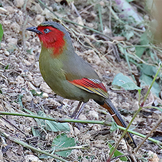 Scarlet-faced Liocichla