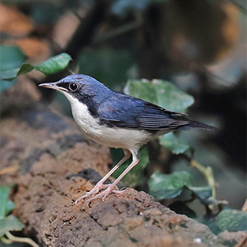 Siberian Blue Robin